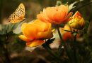 Tajemnice Kwiatów: Jak Rośliny Komunikują się z Zapylaczami